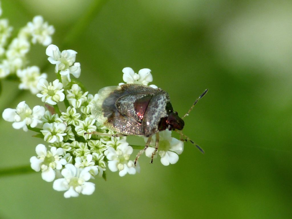 Pentatomidae trasparente: Eysarcoris venustissimus